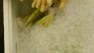 20150606 - T̔ł|_24