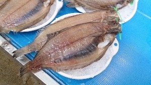 20150606 - T̔ł|_38