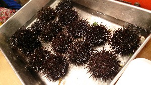 20150607 - �k�E�j�������ƃE�j�̑�����|_7