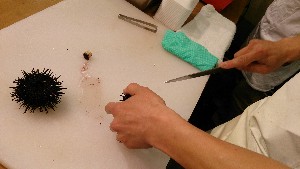 20150607 - �k�E�j�������ƃE�j�̑�����|_8