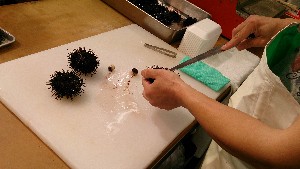 20150607 - �k�E�j�������ƃE�j�̑�����|_9