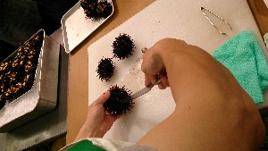 20150607 - �k�E�j�������ƃE�j�̑�����|_10