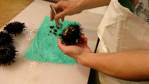 20150607 - �k�E�j�������ƃE�j�̑�����|_13