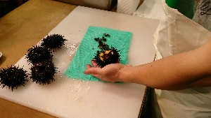 20150607 - �k�E�j�������ƃE�j�̑�����|_14