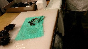 20150607 - �k�E�j�������ƃE�j�̑�����|_15