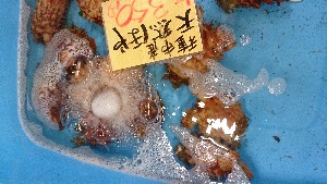 20150613 - T̔ł|_25