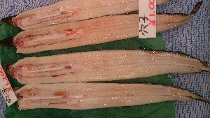 DSC_3735.jpg
