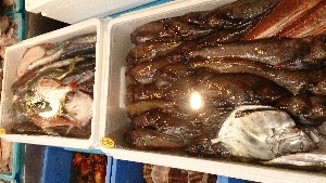 20150801 - T̔ł -_29