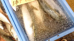 20150822 -T̔ł-_23