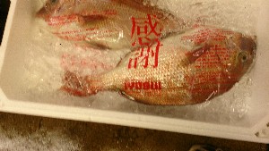 20150822 -T̔ł-_25