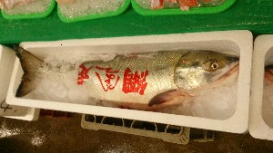 20150829 -T̔ł-_42