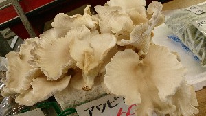 20150919 -@T̔ł -_14