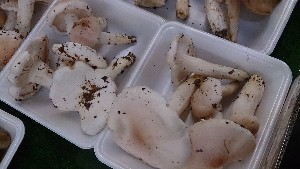 20150926 - T̔ł -_14