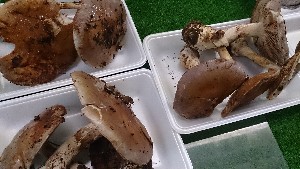20150926 - T̔ł -_16