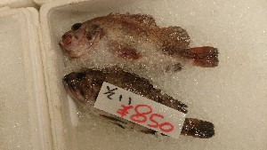 20150926 - T̔ł -_31