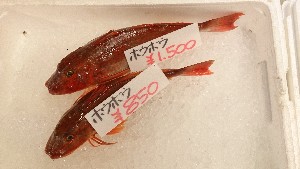 20151003 - T̔ł -_40