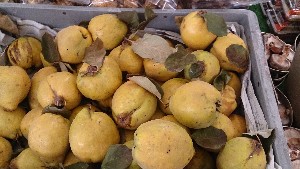 20151121 - ���T�̔����ł�  -_10