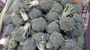 20151121 - ���T�̔����ł�  -_13