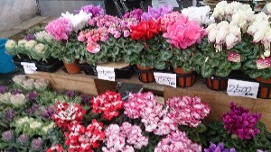 20151121 - ���T�̔����ł�  -_15