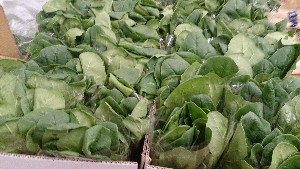 20151121 - ���T�̔����ł�  -_23