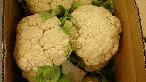 20151121 - ���T�̔����ł�  -_24