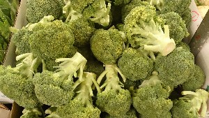 20151121 - ���T�̔����ł�  -_25