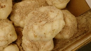 20151121 - ���T�̔����ł�  -_26