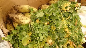 20151121 - ���T�̔����ł�  -_27