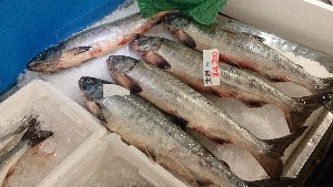 20151121 - ���T�̔����ł�  -_30