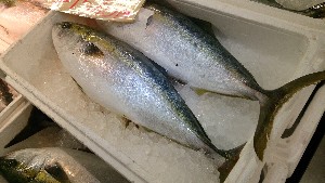 20151121 - ���T�̔����ł�  -_31