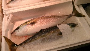 20151121 - ���T�̔����ł�  -_33