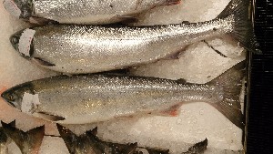 20151121 - ���T�̔����ł�  -_35