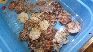 20151121 - ���T�̔����ł�  -_38