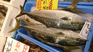 20151121 - ���T�̔����ł�  -_42