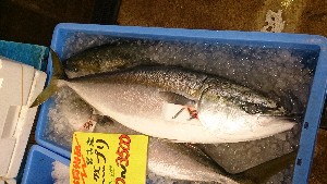 20151121 - ���T�̔����ł�  -_43