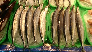 20151121 - ���T�̔����ł�  -_49