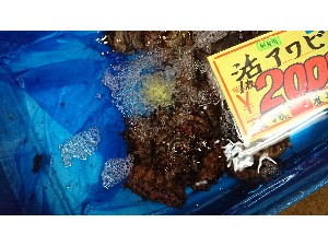 20161229 - T̔ł -_69