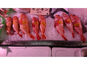 20161229 - T̔ł -_77