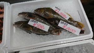 20170107 -T̔ł -_34