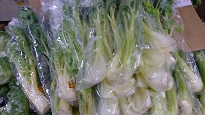 20170114 -@T̔ł -_23