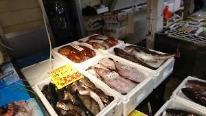20170114 -@T̔ł -_41