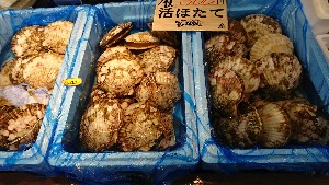 20170114 -@T̔ł -_58