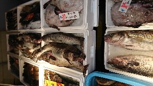 20170121 -@T̔ł -_41