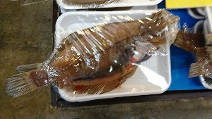 20170204 - T̔ł -_41