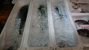 20170211 - T̔ł-_41