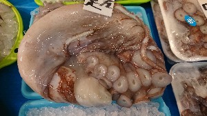 20170225 - T̔ł@-_34