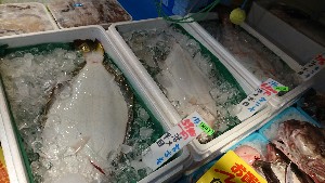 20170225 - T̔ł@-_37
