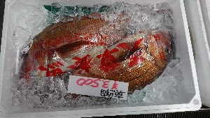 20170304 - T̔s@|_28