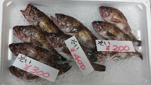 20170304 - T̔s@|_31