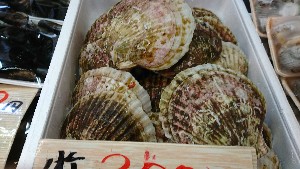 20170304 - T̔s@|_50